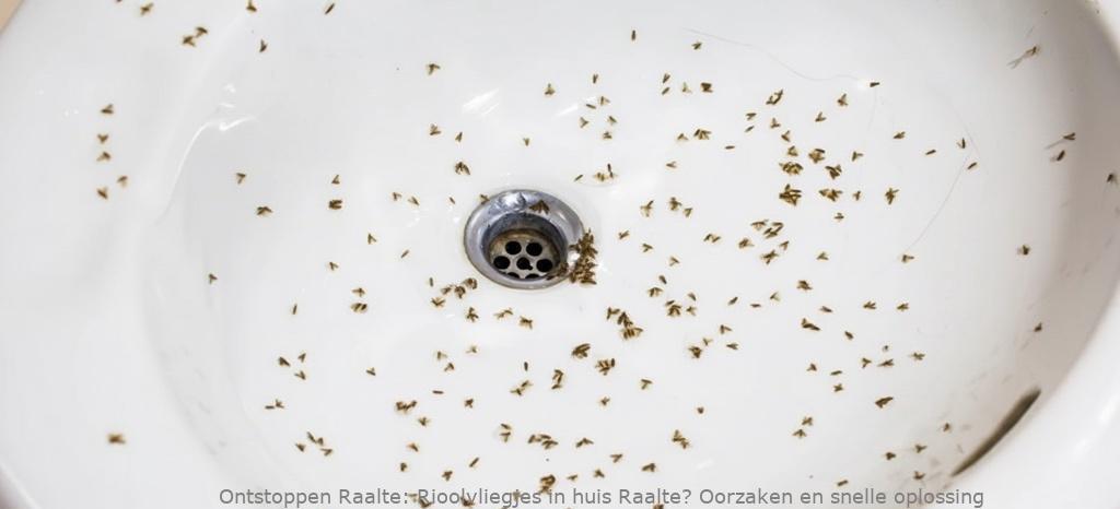 Rioolvliegjes in huis Raalte? Oorzaken en snelle oplossing